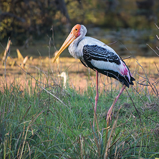 Keoladeo - Painted stork